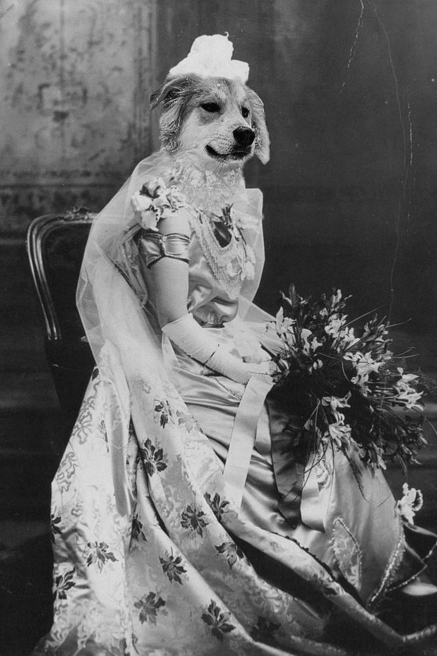 "Belle Of The Ball" Pet Portrait