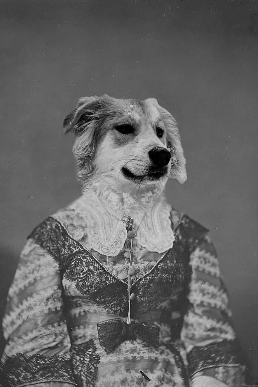 "A Case For Lace" Pet Portrait