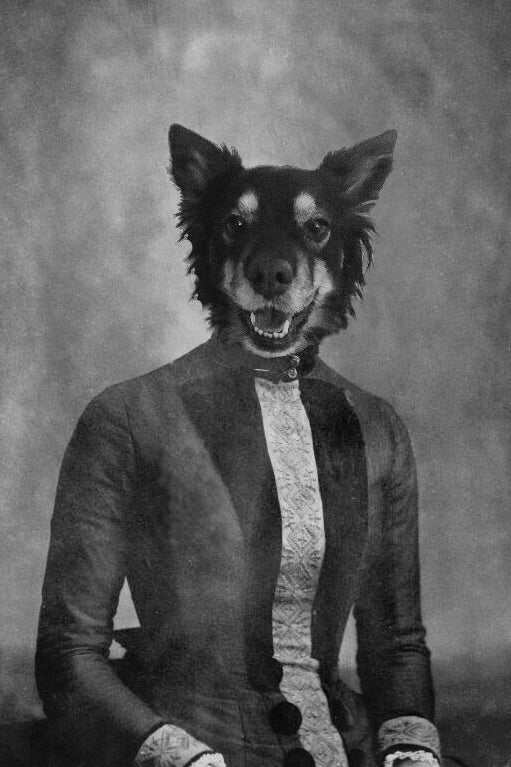 "Tuxedo Dress" Pet Portrait