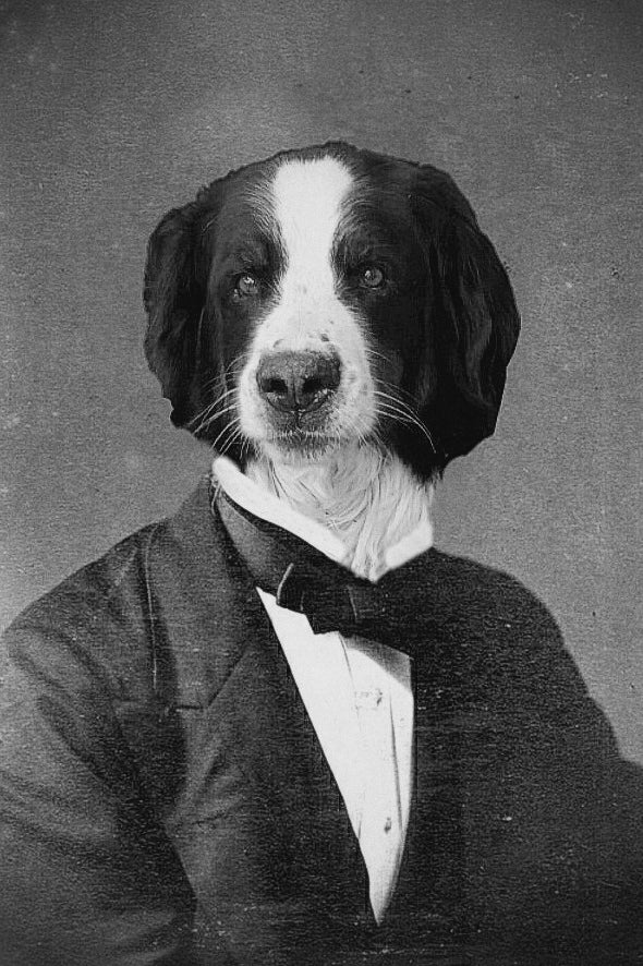 "Formal Occasion" Pet Portrait