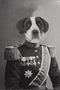 "The General" Pet Portrait