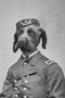 "Reporting For Duty" Pet Portrait