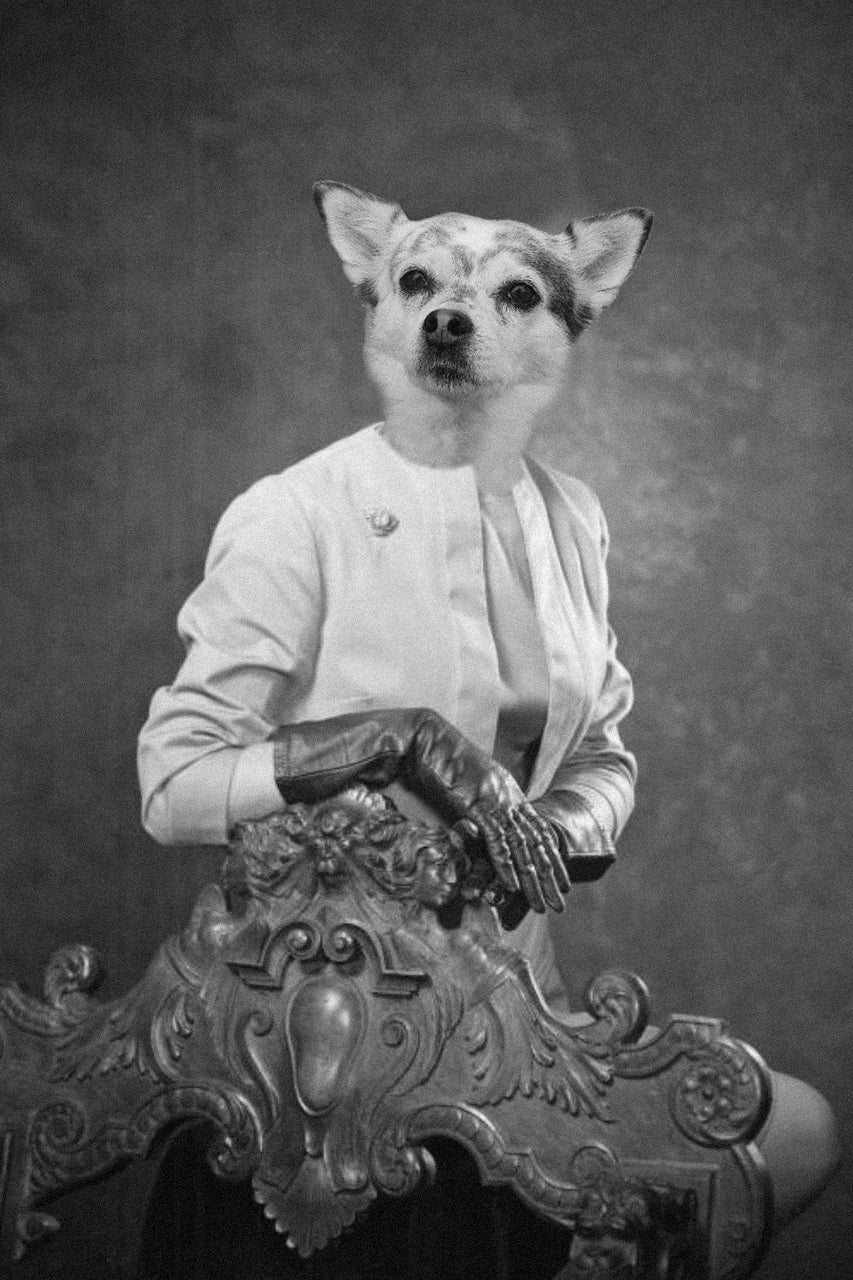 "All About The Gloves" Pet Portrait