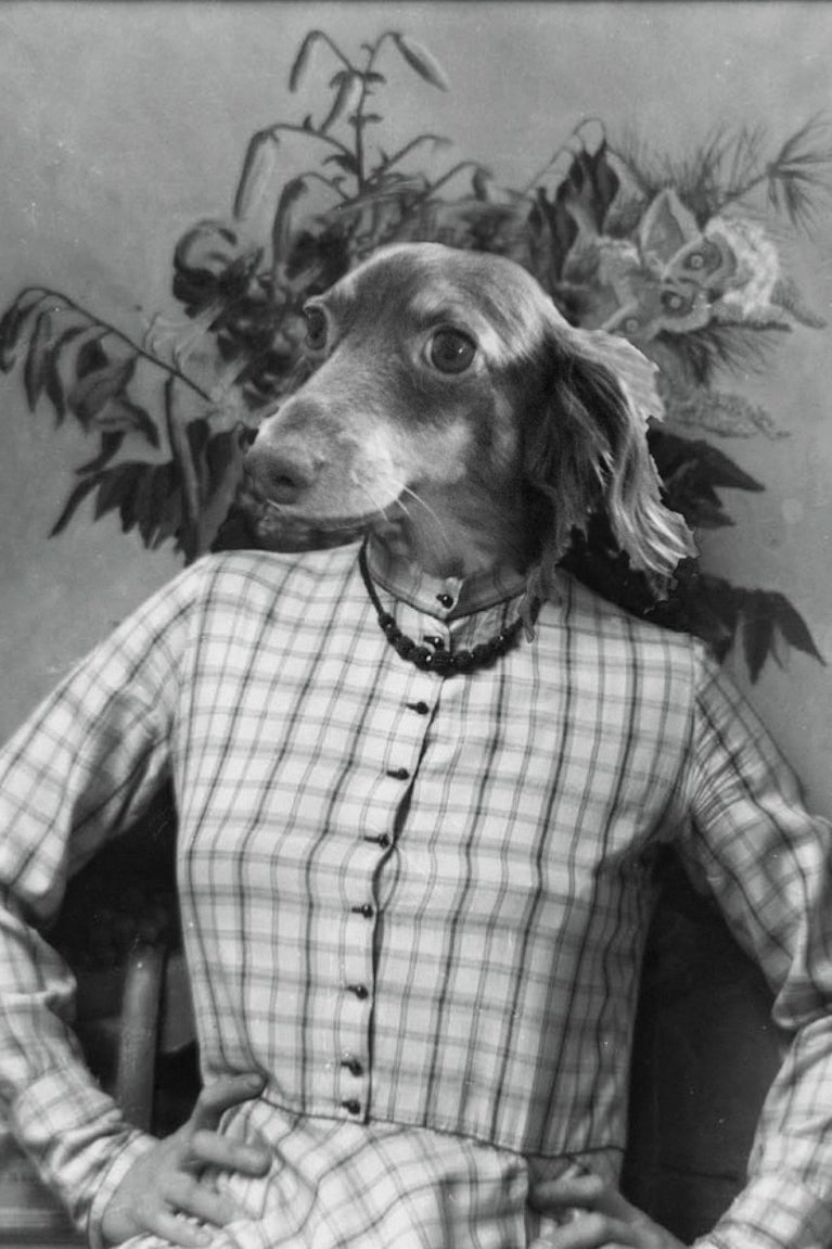 "Plaid Lady" Pet Portrait
