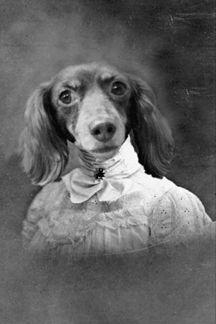 "Highfalutin" Pet Portrait