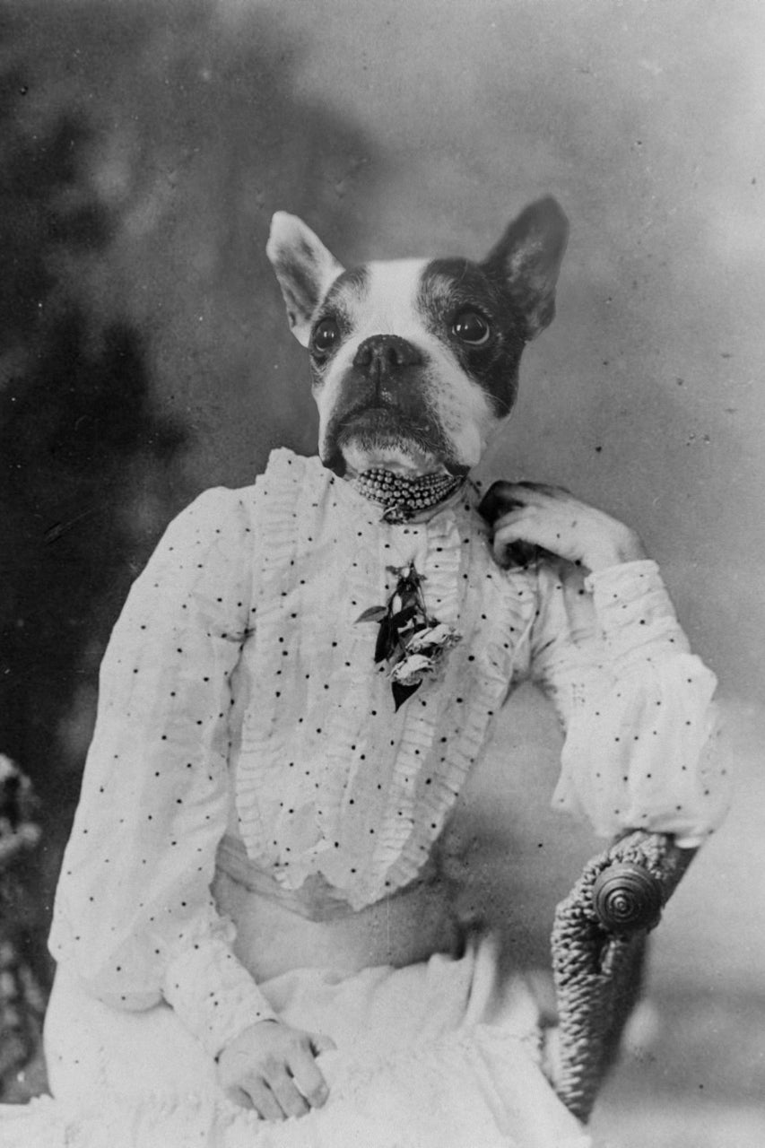 "Polka Dot Diva" Pet Portrait