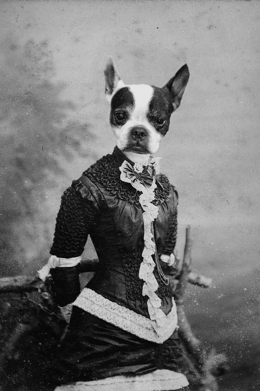 "Ruffled" Pet Portrait