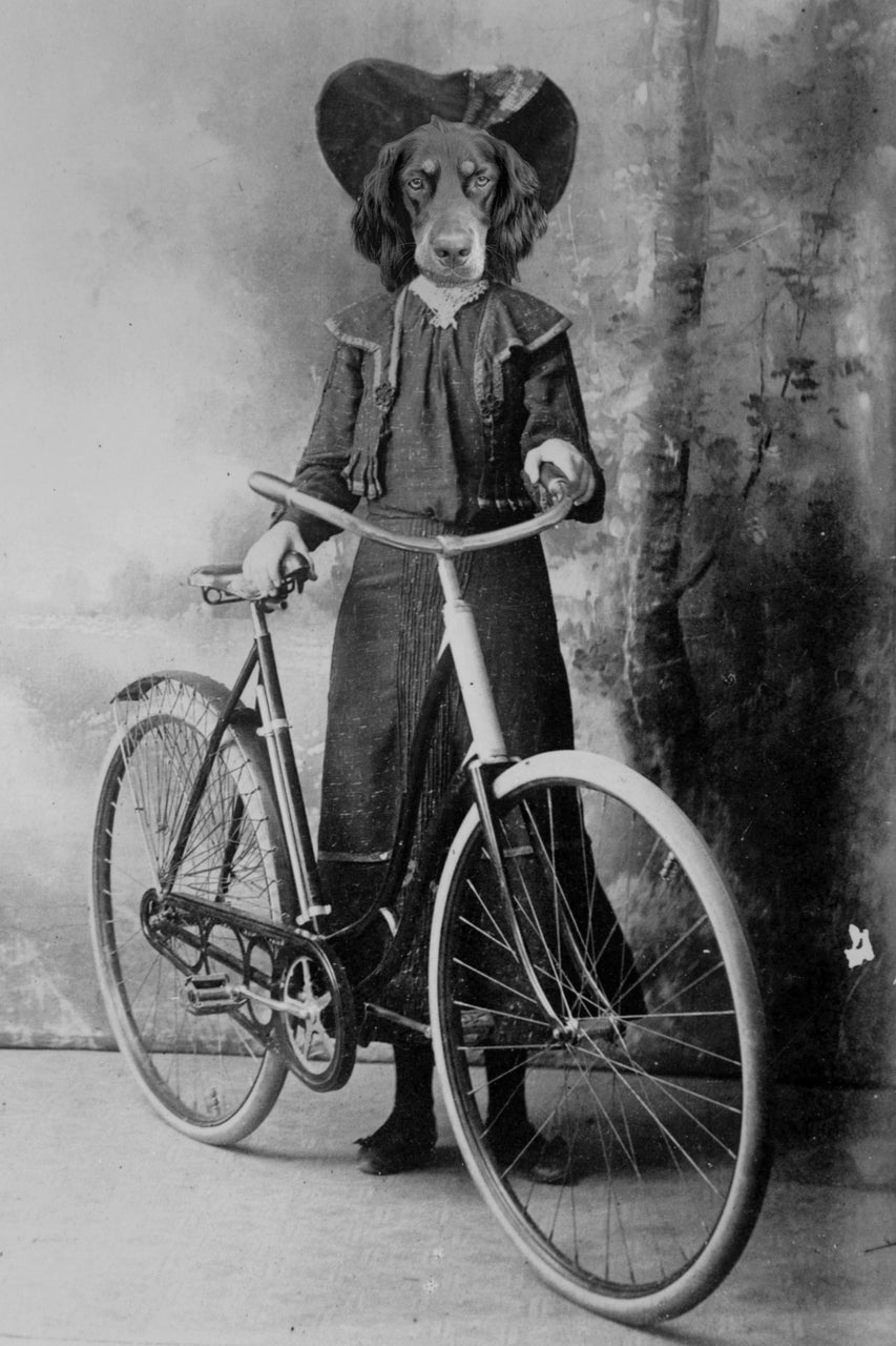 "Brand New Bike" Pet Portrait
