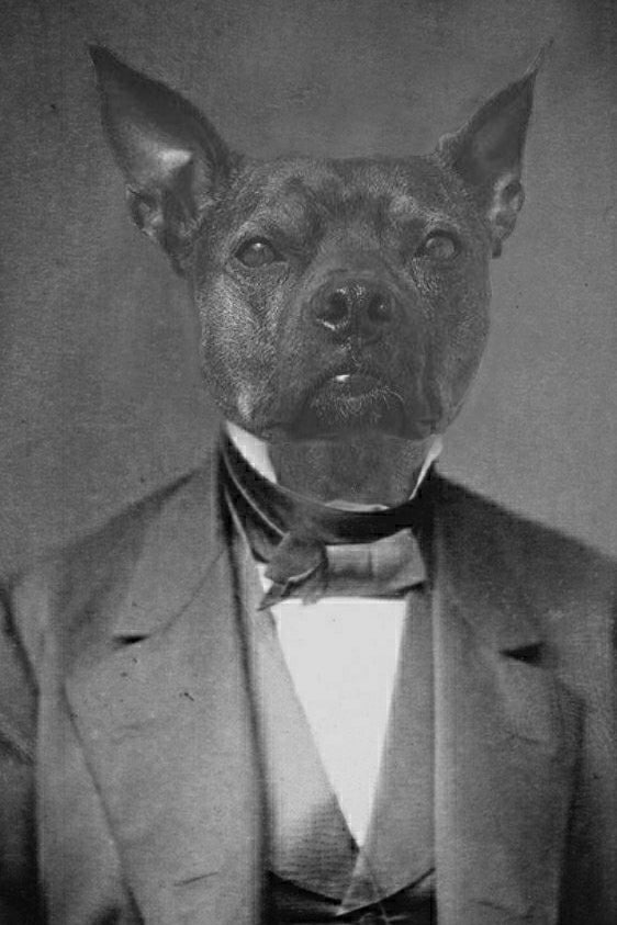 "Tux For The Ball" Pet Portrait