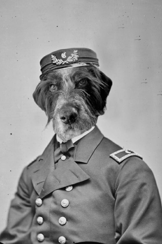"Reporting For Duty" Pet Portrait