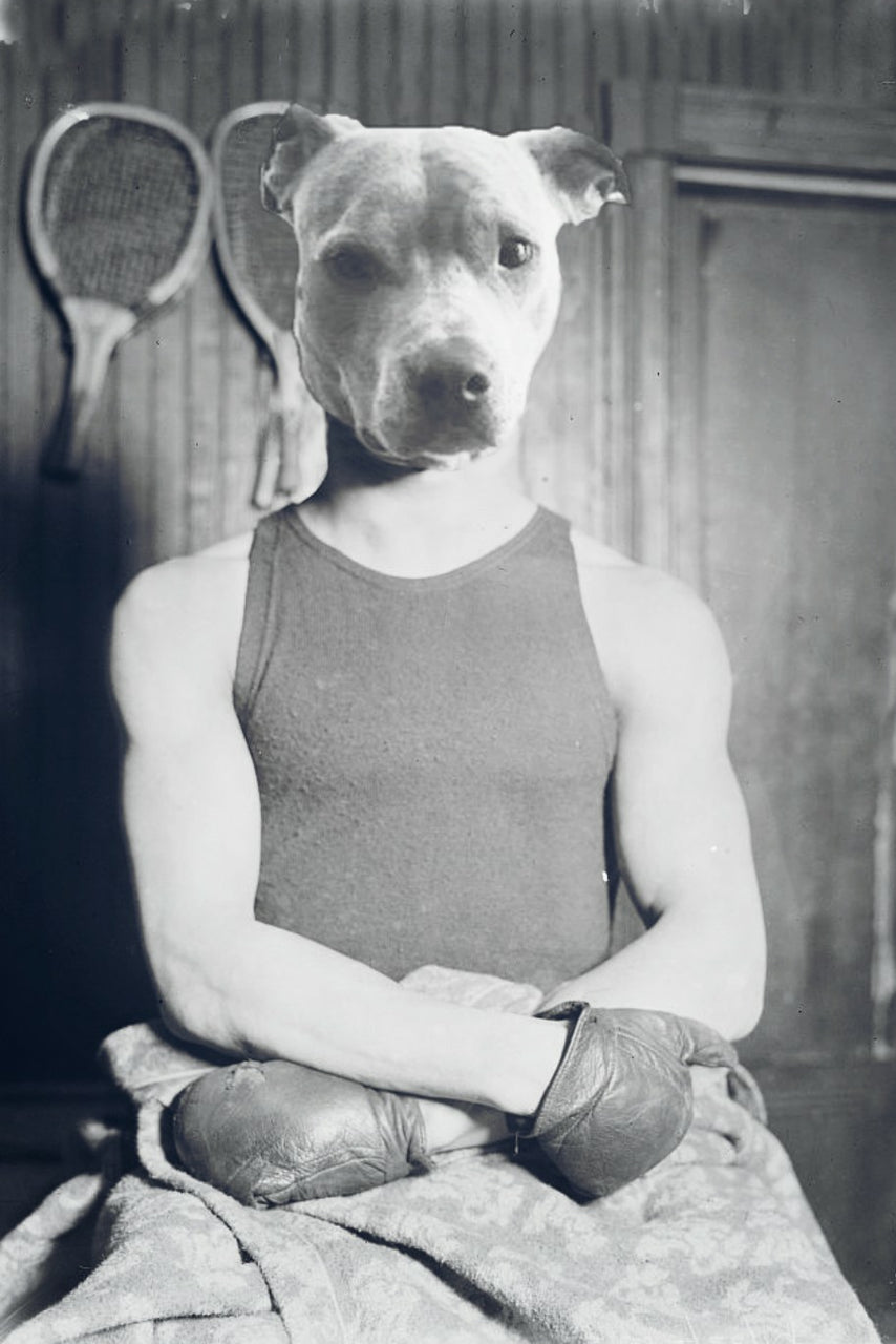 "The Boxer" Pet Portrait