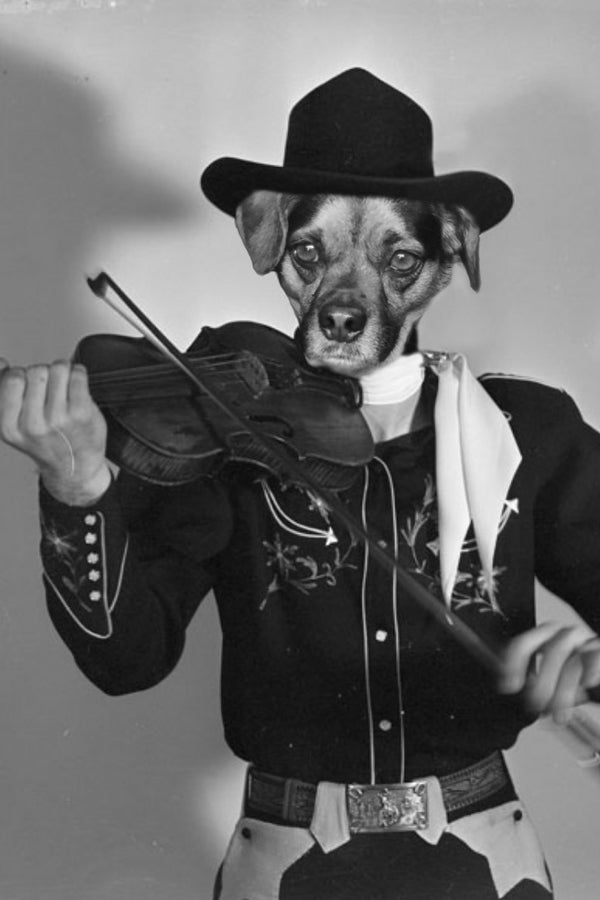 "Playing With The Band" Pet Portrait