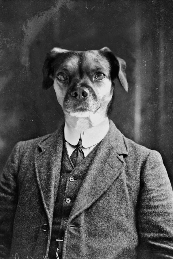 "Serious Suit" Pet Portrait