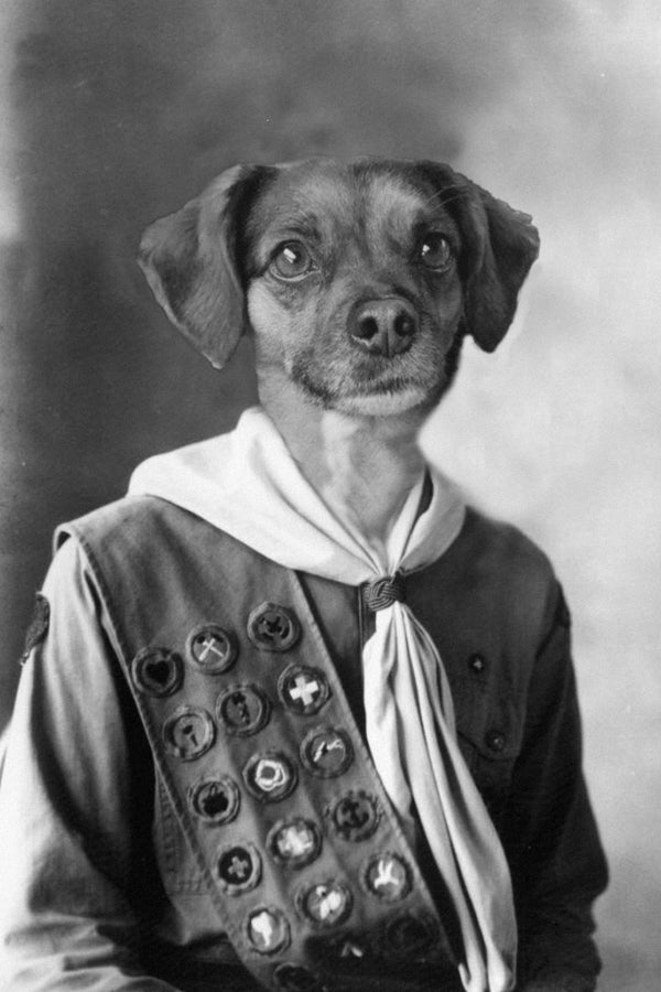"Boy Scout" Pet Portrait